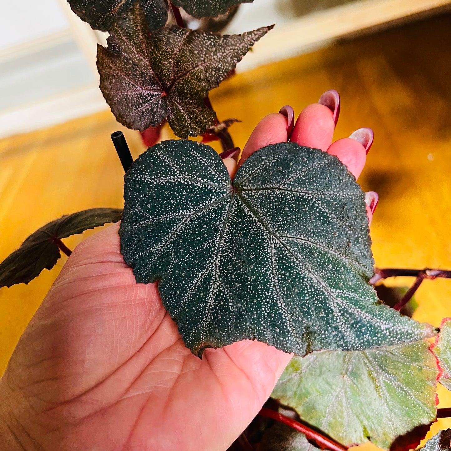 Begonia Robin, uroted stikling