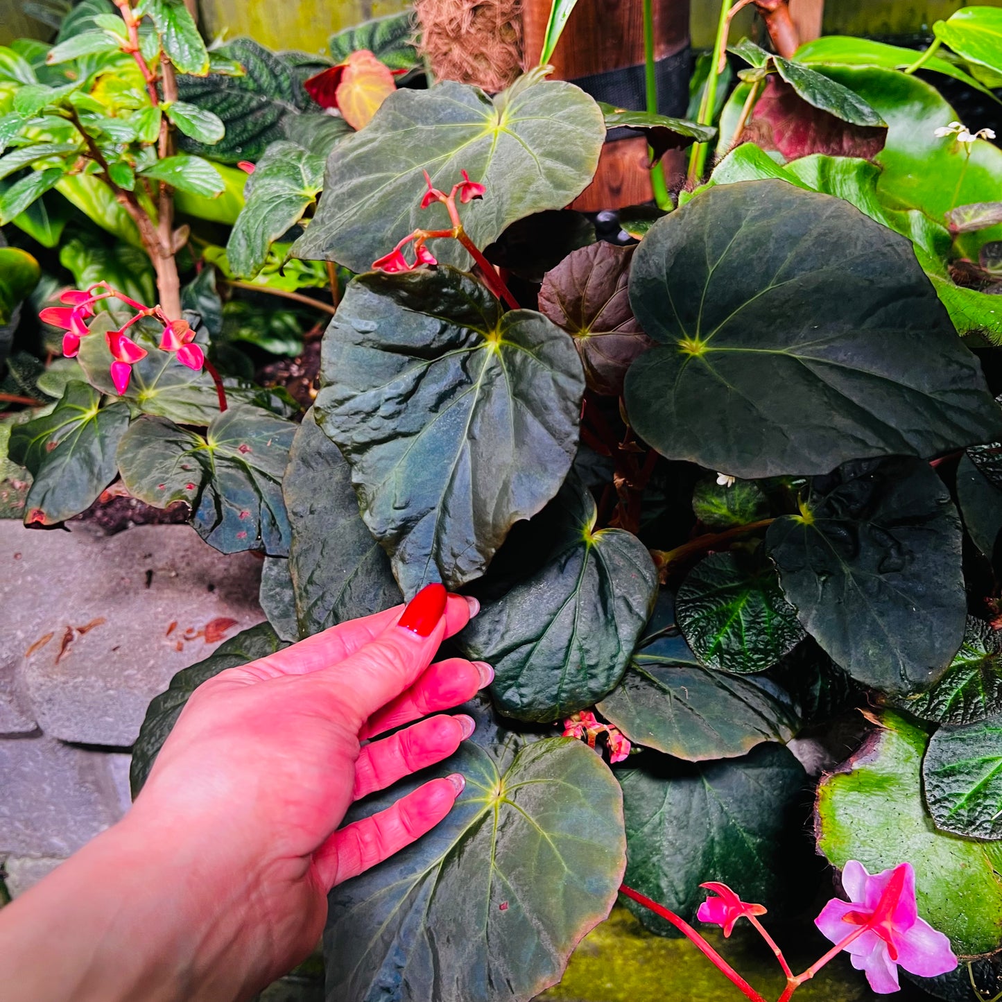 Begonia pavonina, uroted stikling