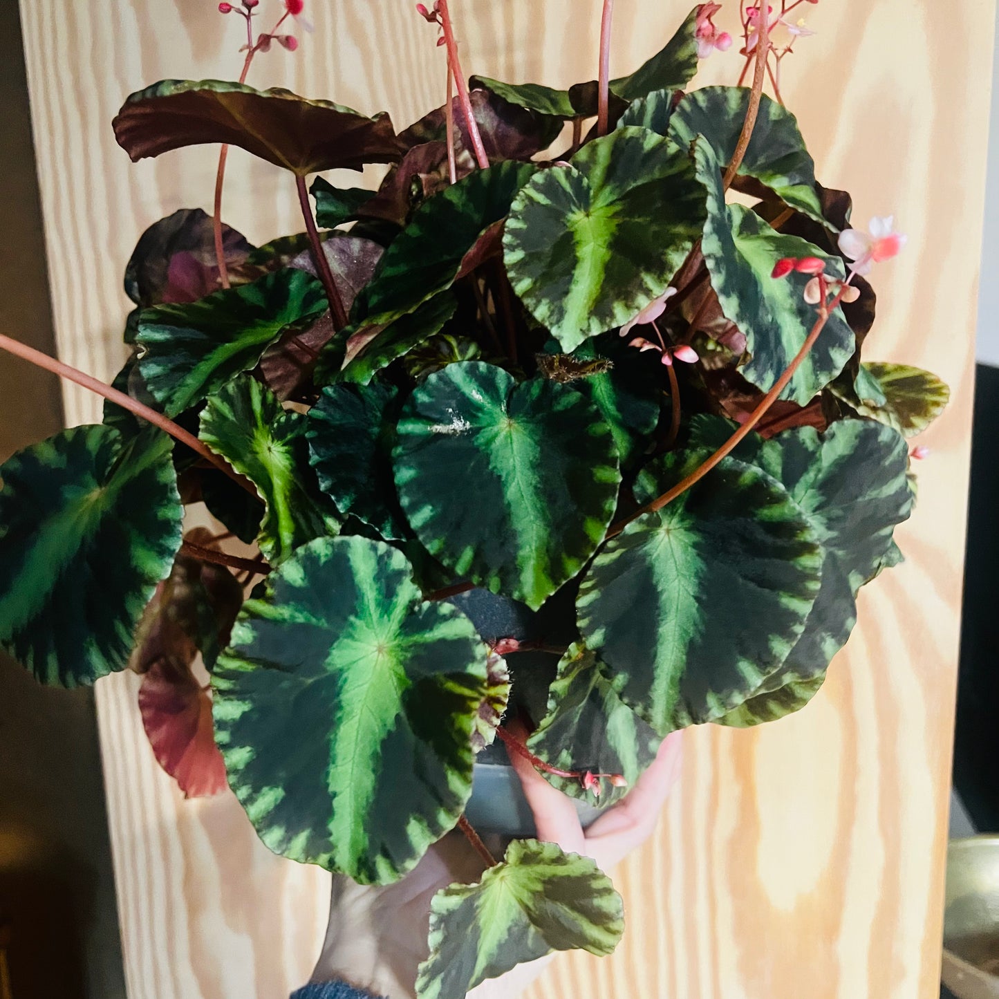 Begonia cleopatrae, uroted blad