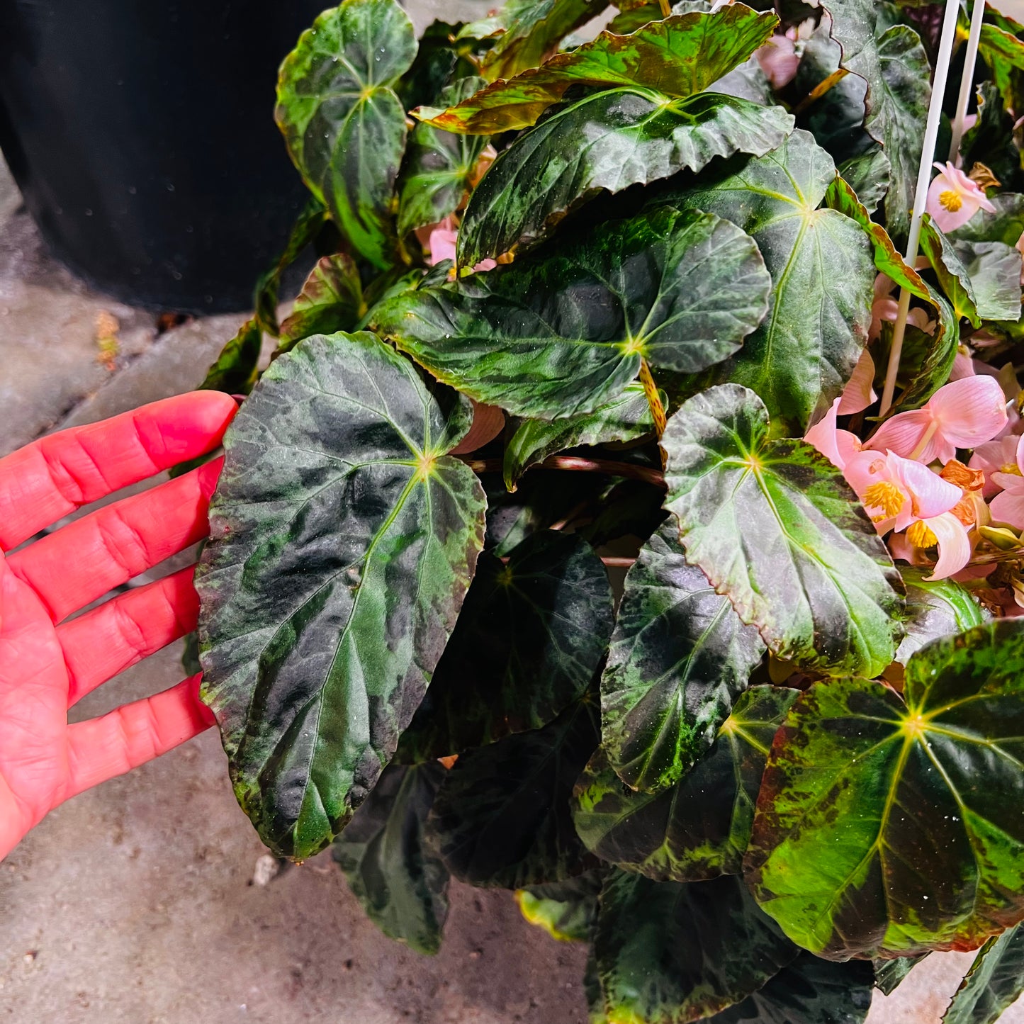 Begonia burkilii , uroted blad