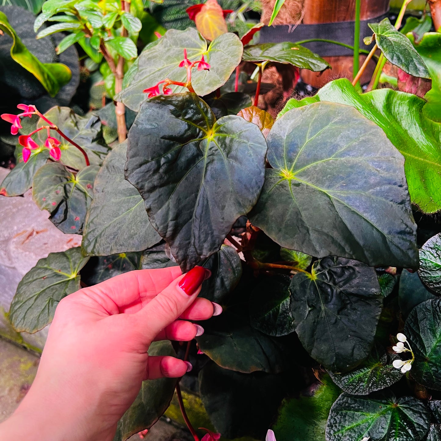 Begonia pavonina, uroted stikling