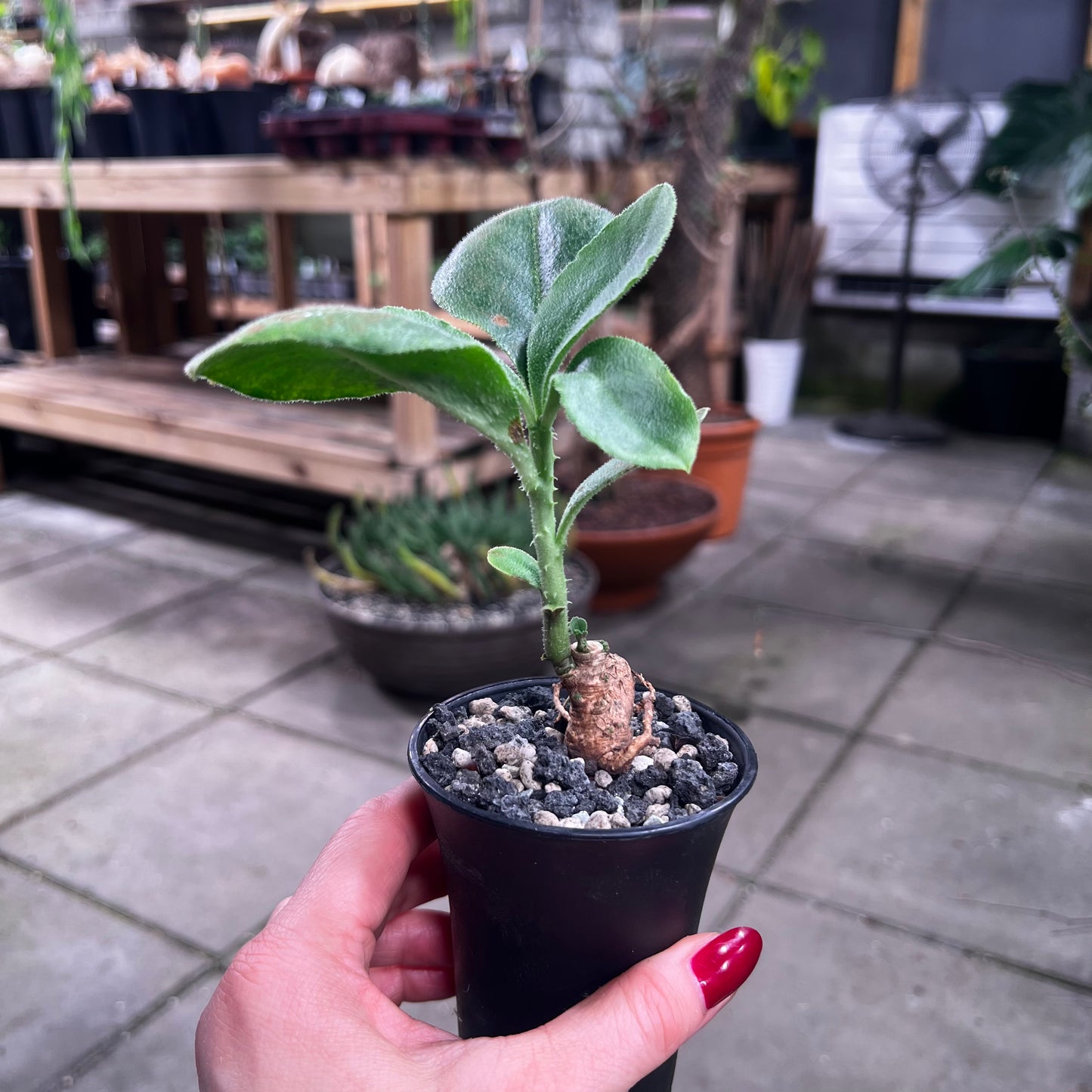 Monadenium aff.echinulatum, 6 cm potte