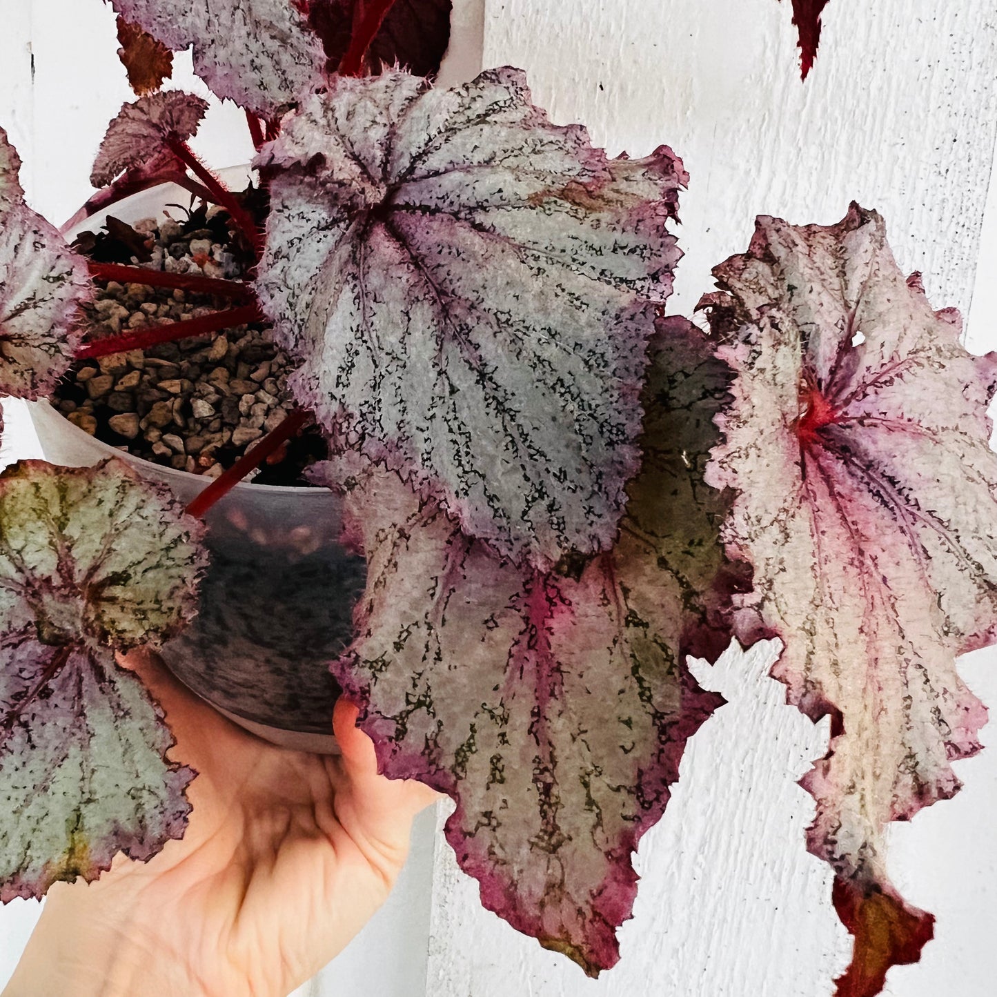 Begonia DS-Marmeladka, 15 cm potte