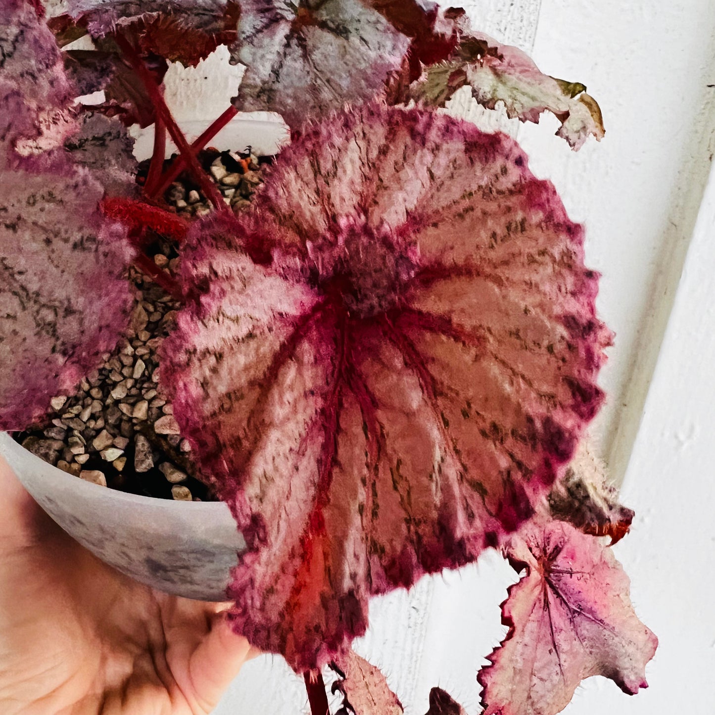 Begonia DS-Marmeladka, 15 cm potte