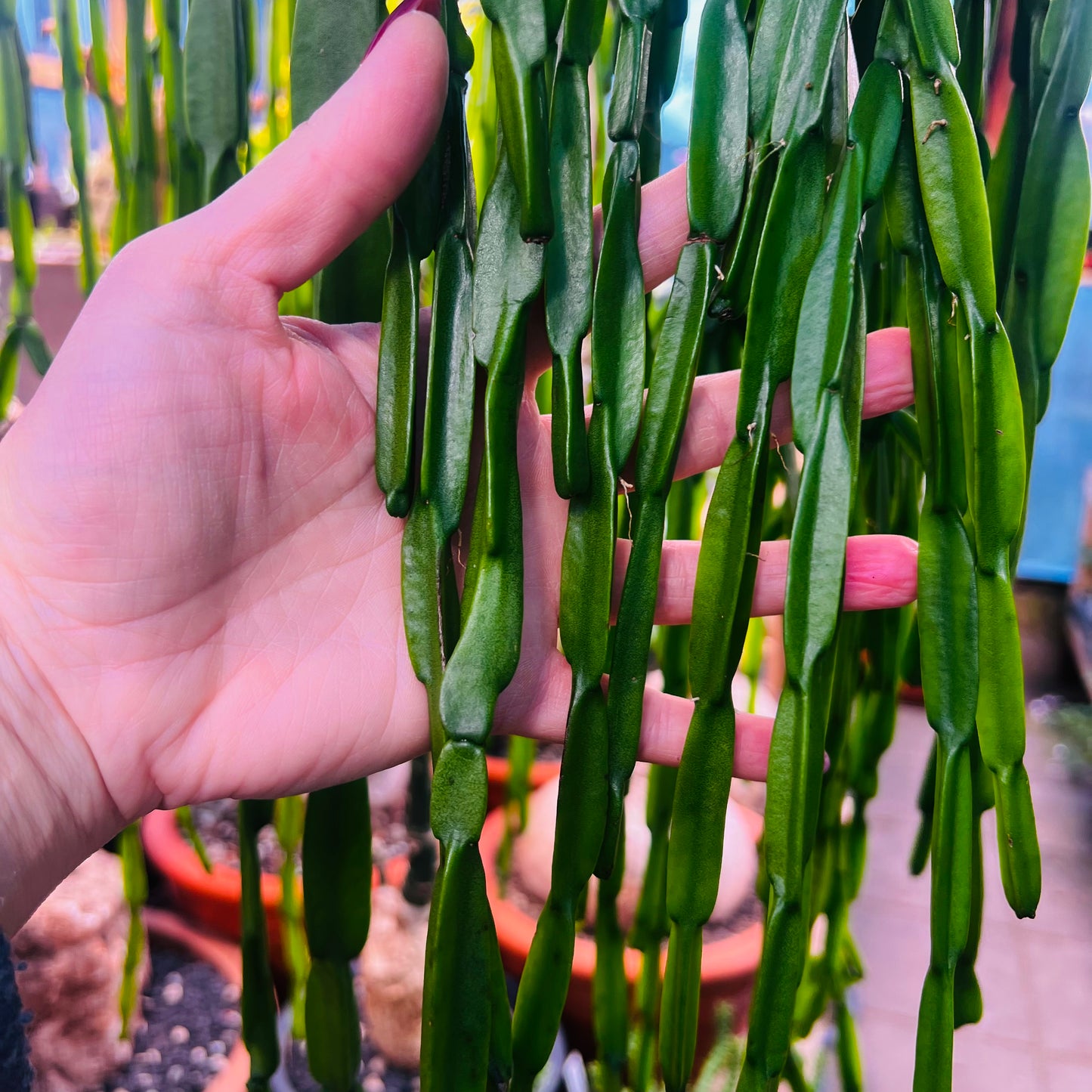 Rhipsalis paradoxa, uroted stikling