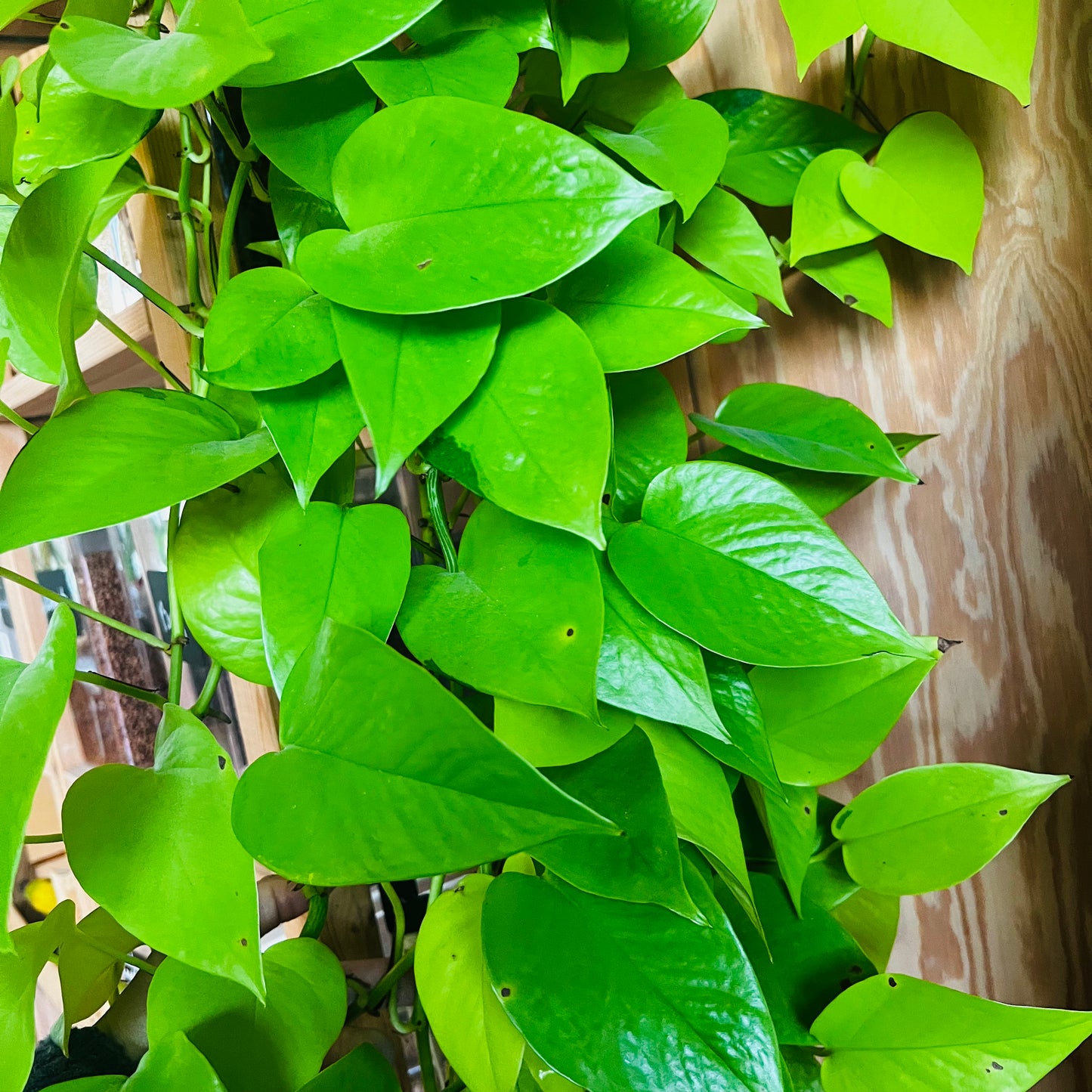 Epipremnum aureum Neon, uroted stikling med 3 nodier