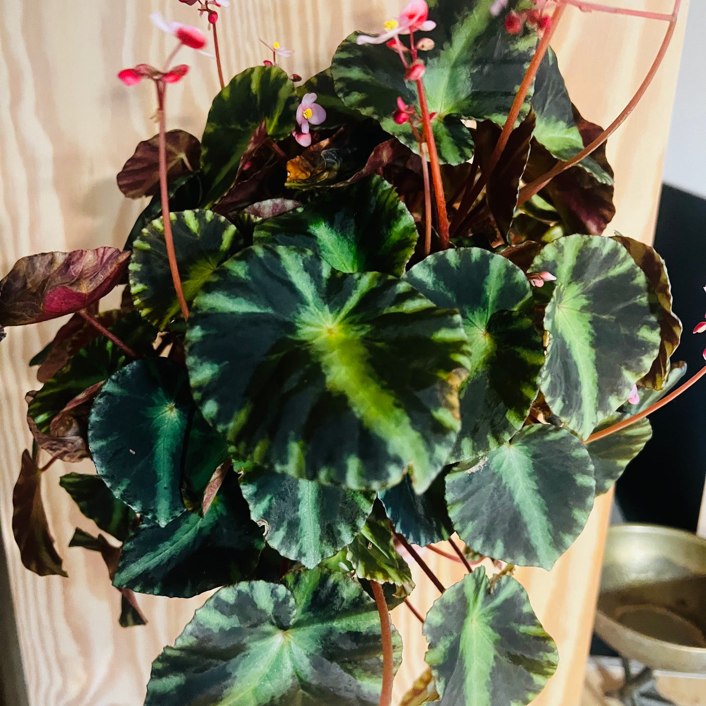 Begonia cleopatrae, uroted blad