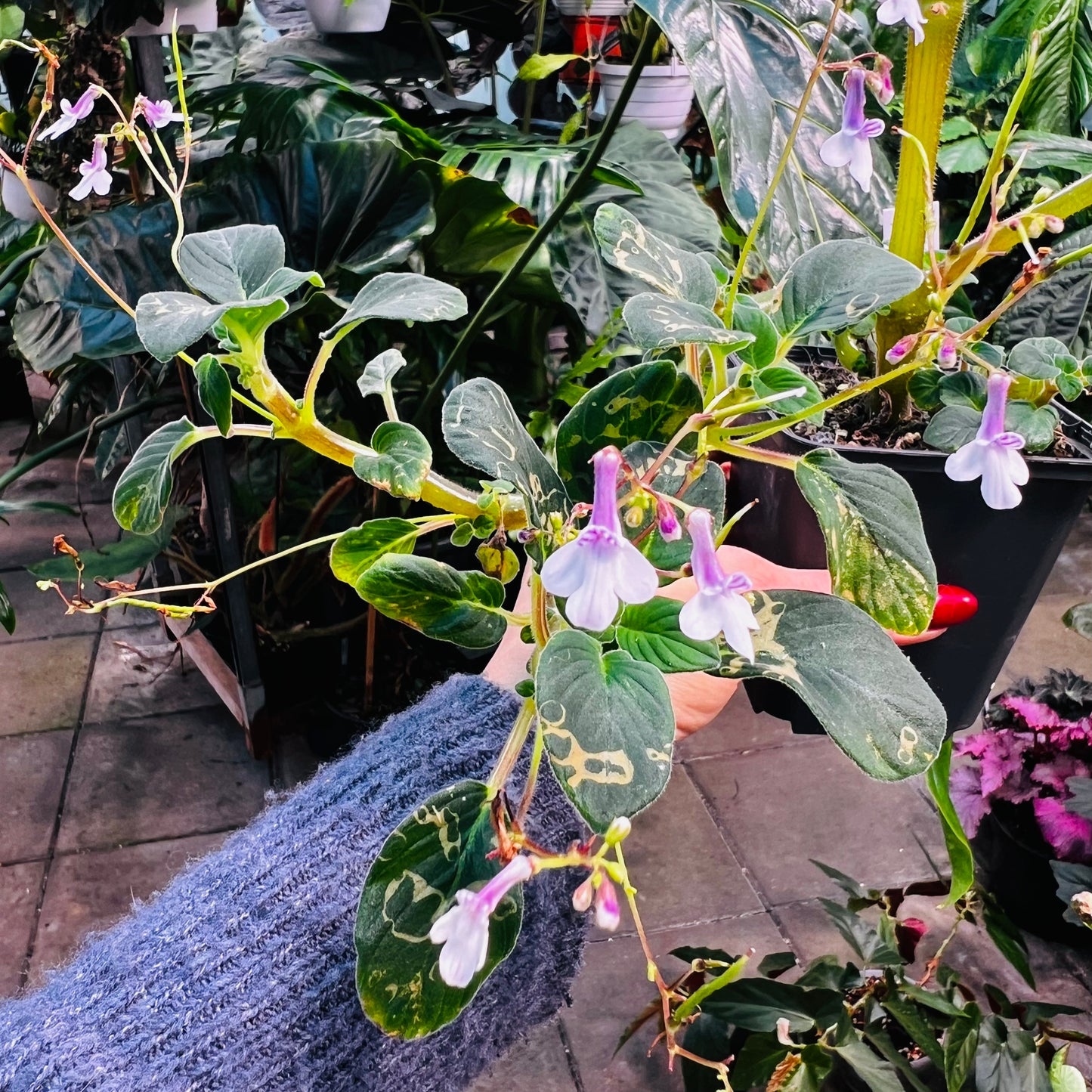 Streptocarpus pallidiflorus