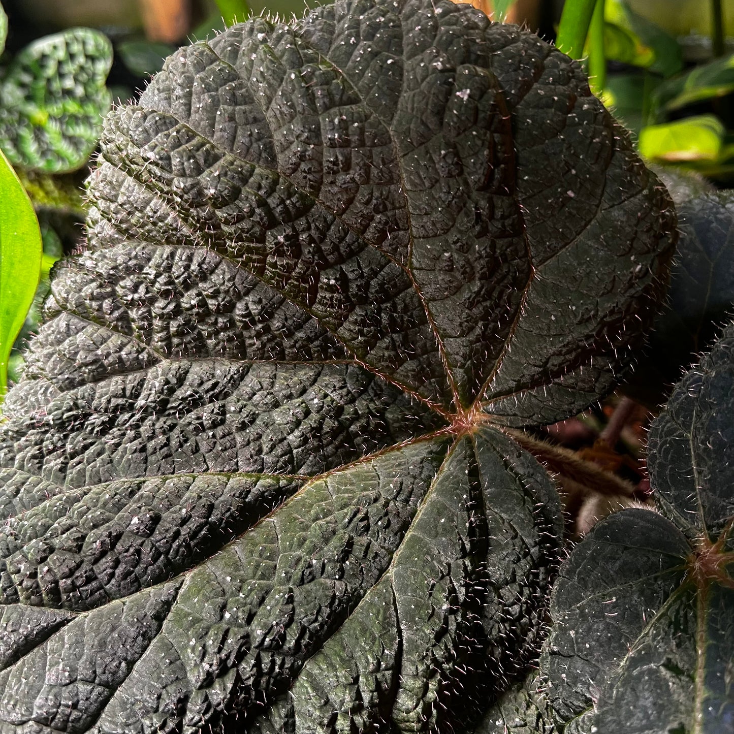 Begonia sp.2 fra Indonesia , uroted blad