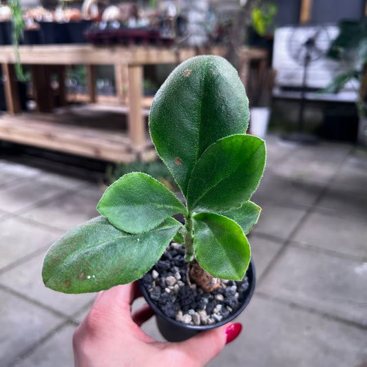 Monadenium aff.echinulatum, 6 cm potte