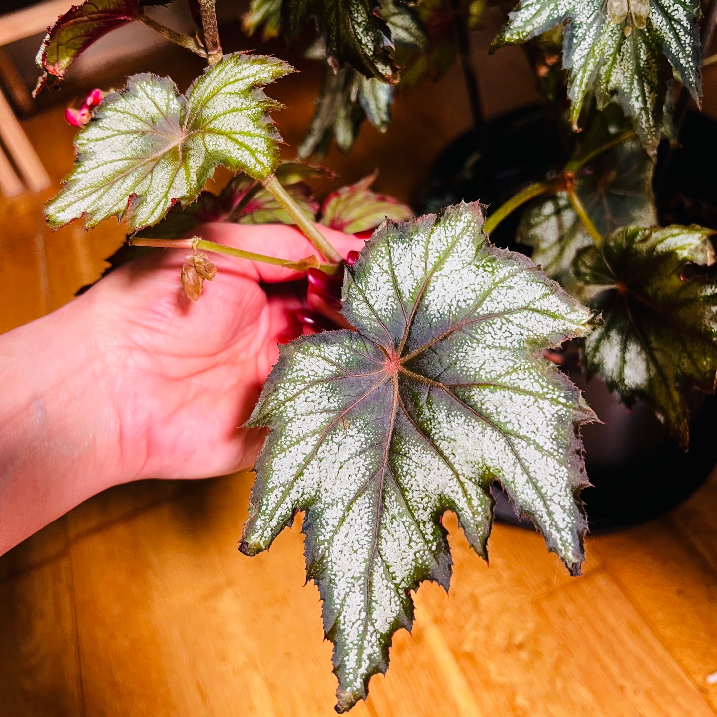 Begonia Little Brother Montgomery, uroted stikling