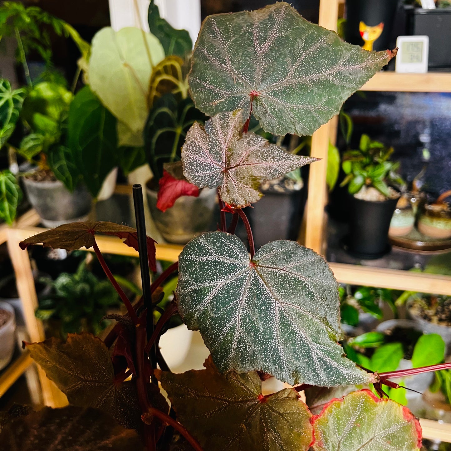 Begonia Robin, uroted stikling