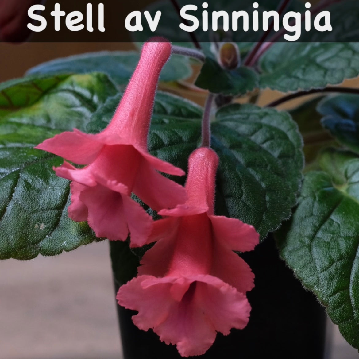 Care of Sinningia