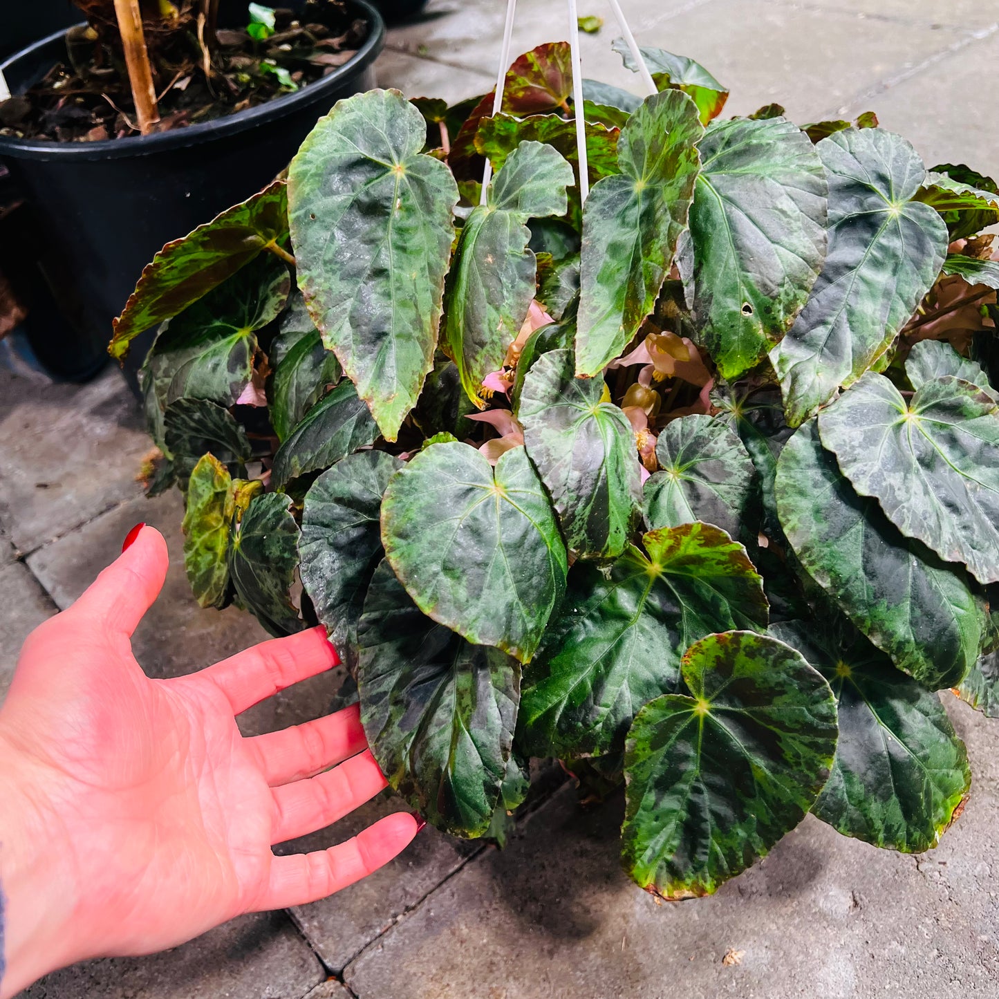 Begonia burkilii , uroted blad