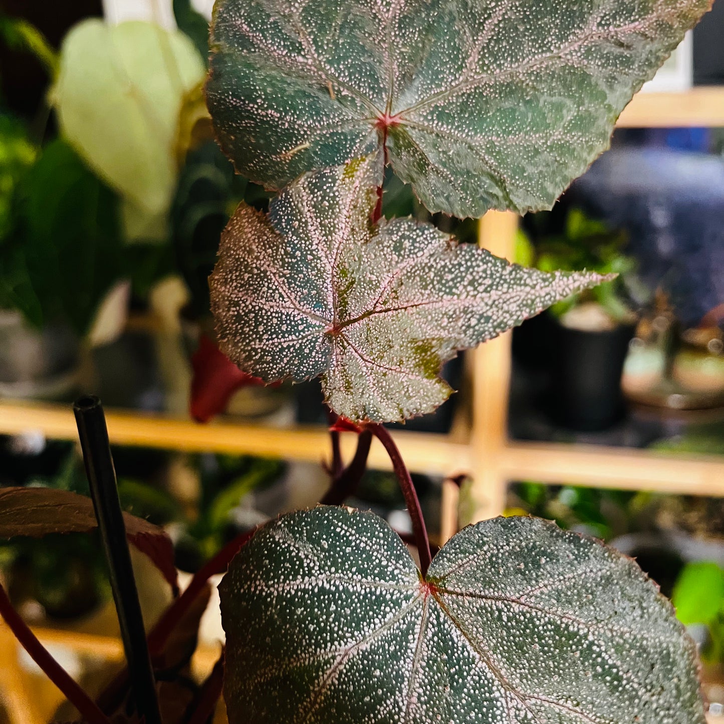 Begonia Robin, uroted stikling