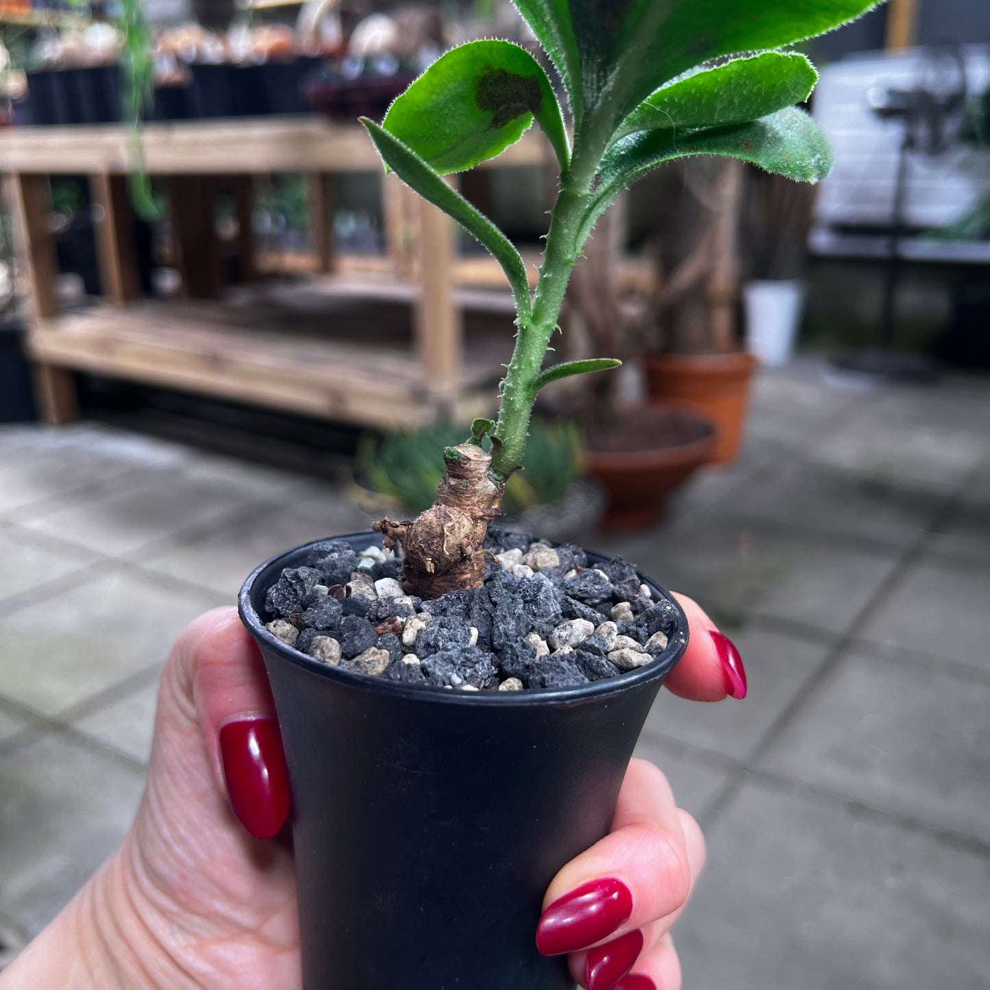 Monadenium aff.echinulatum, 6 cm potte