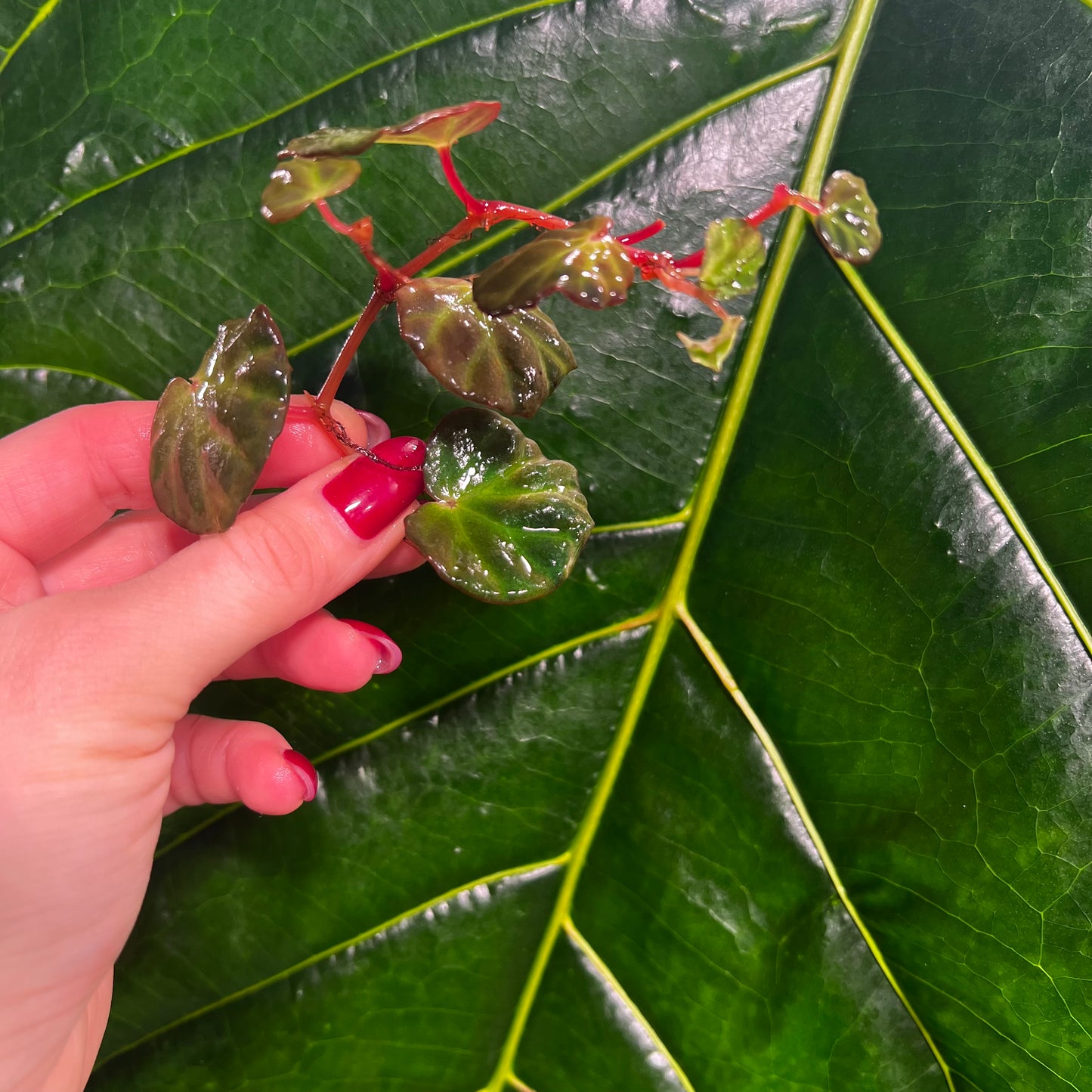 Begonia lichenora, uroted stikling