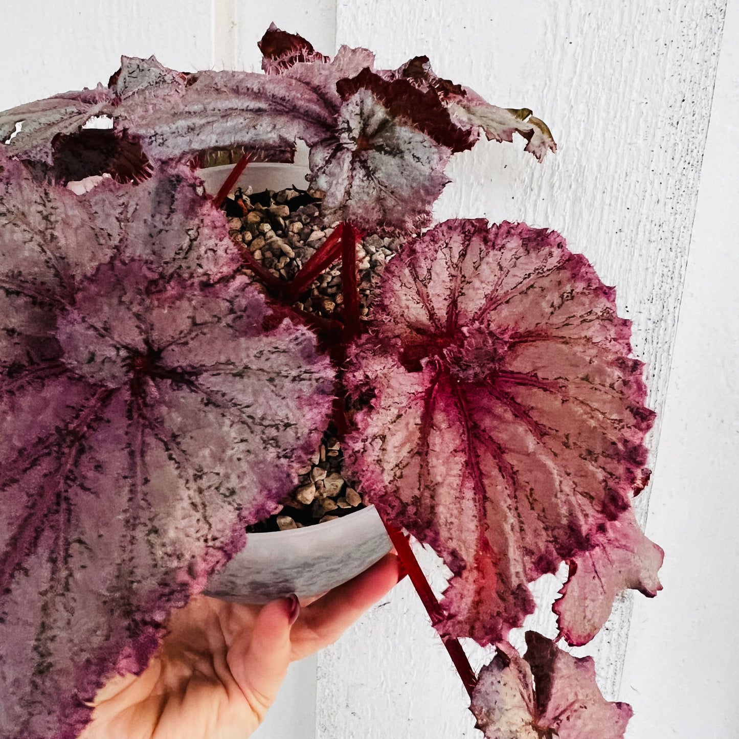 Begonia DS-Marmeladka, 15 cm potte