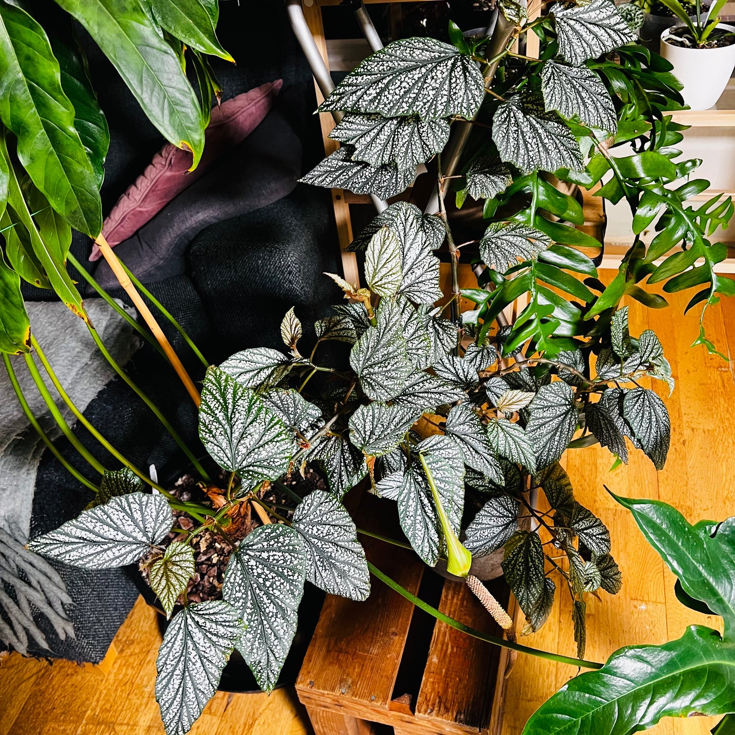 Begonia sp. fra Indonesia, uroted stikling