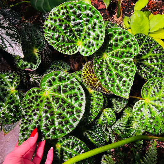 Begonia melanobullata , uroted blad