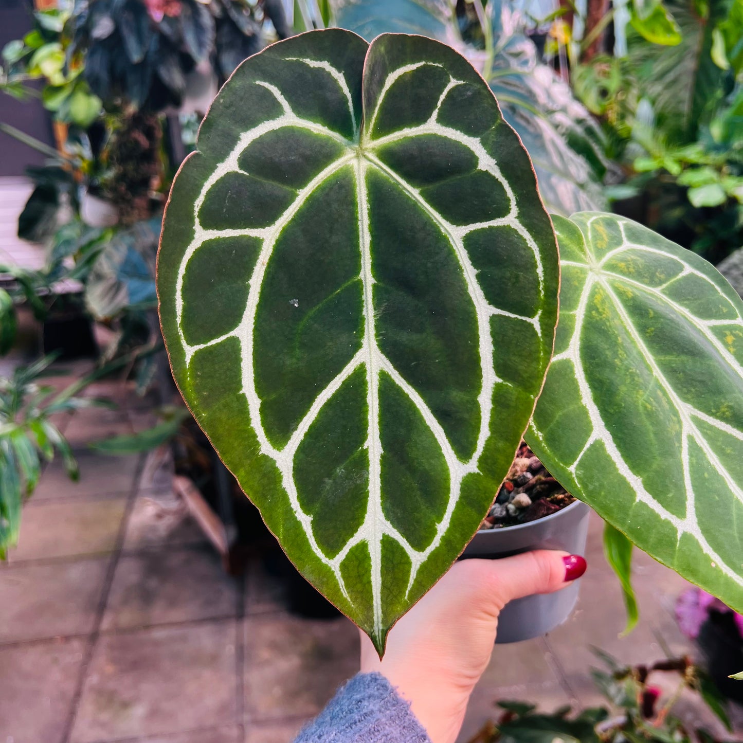 Anthurium sp.