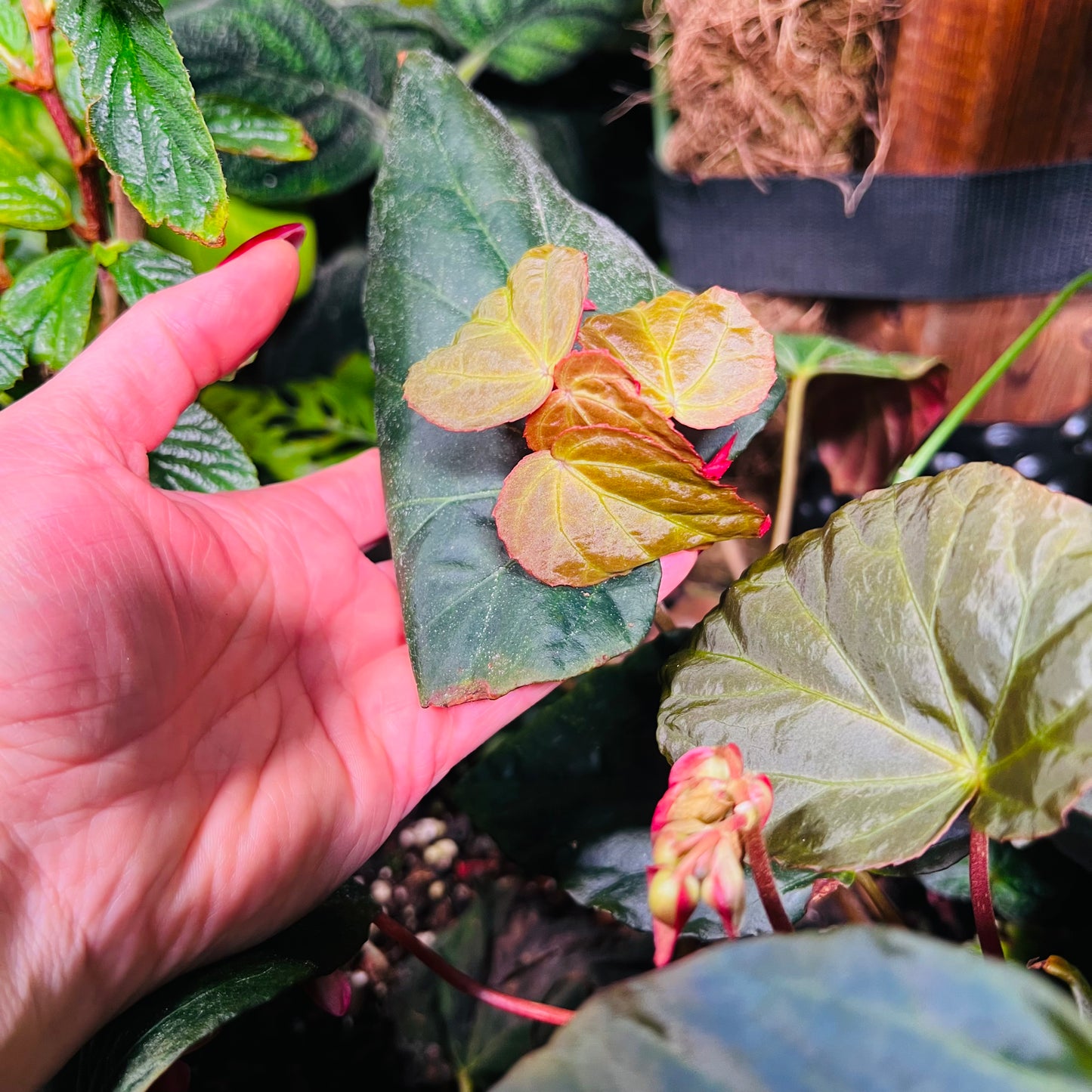 Begonia pavonina, uroted stikling