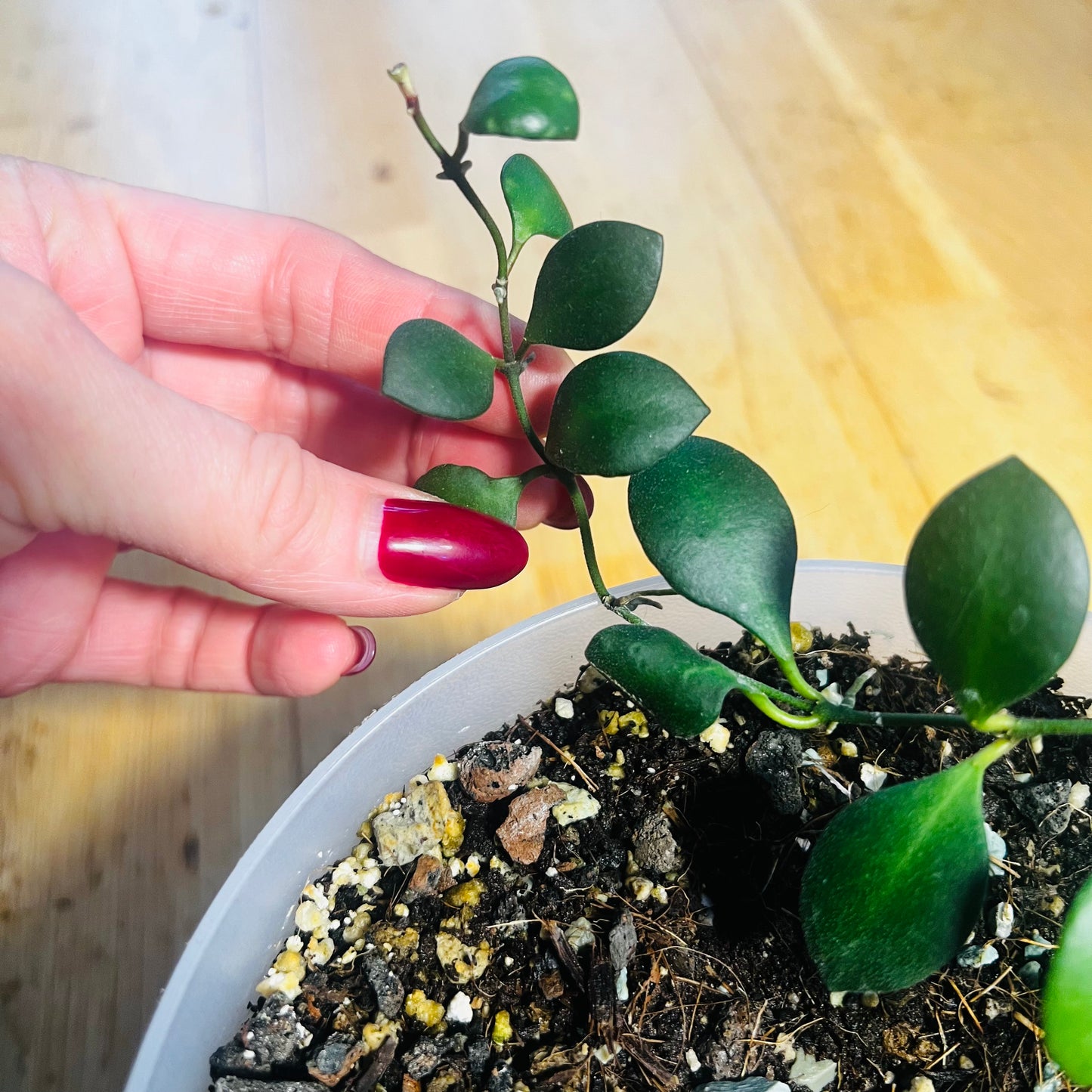 Hoya carmelae, uroted stikling med 2 nodier