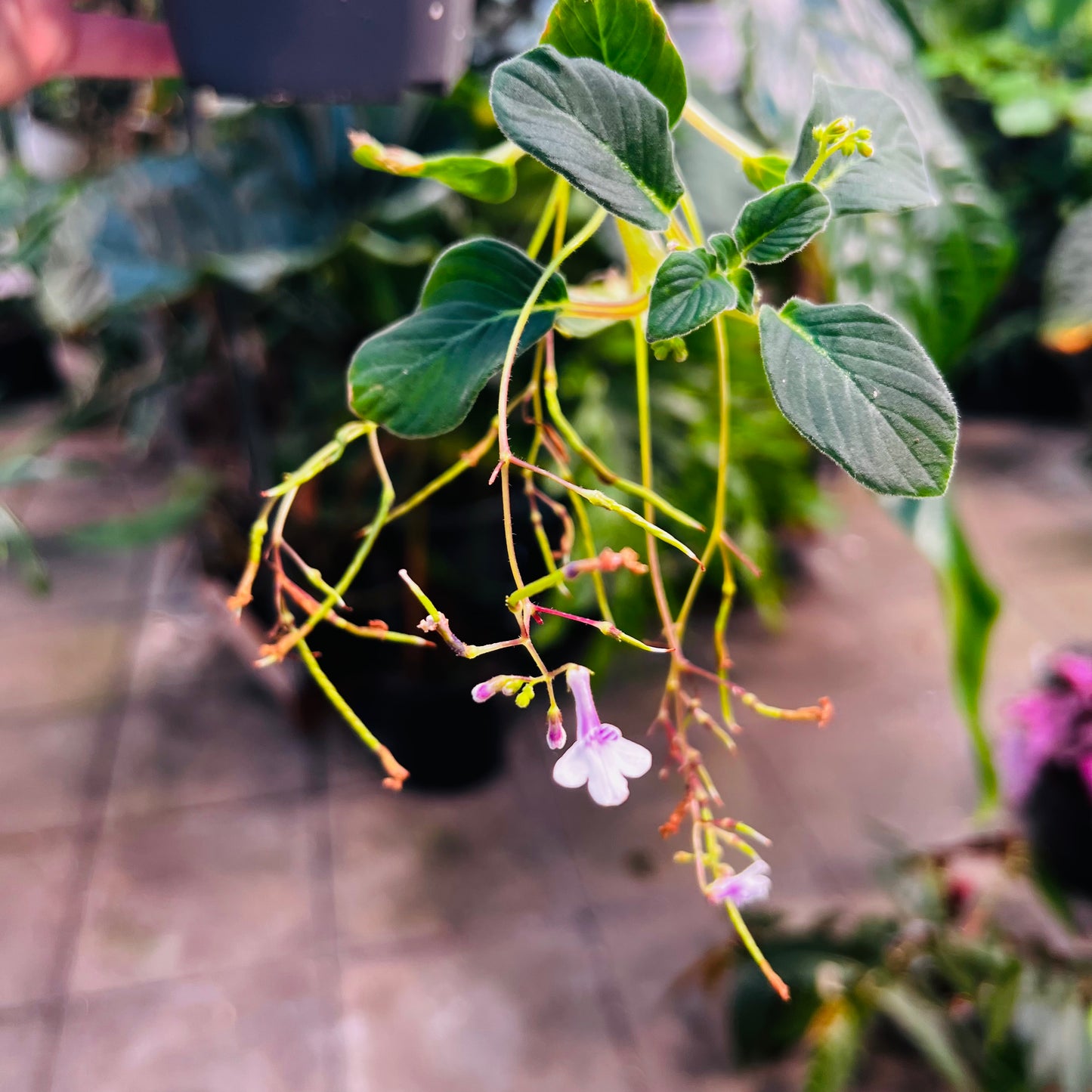 Streptocarpus pallidiflorus