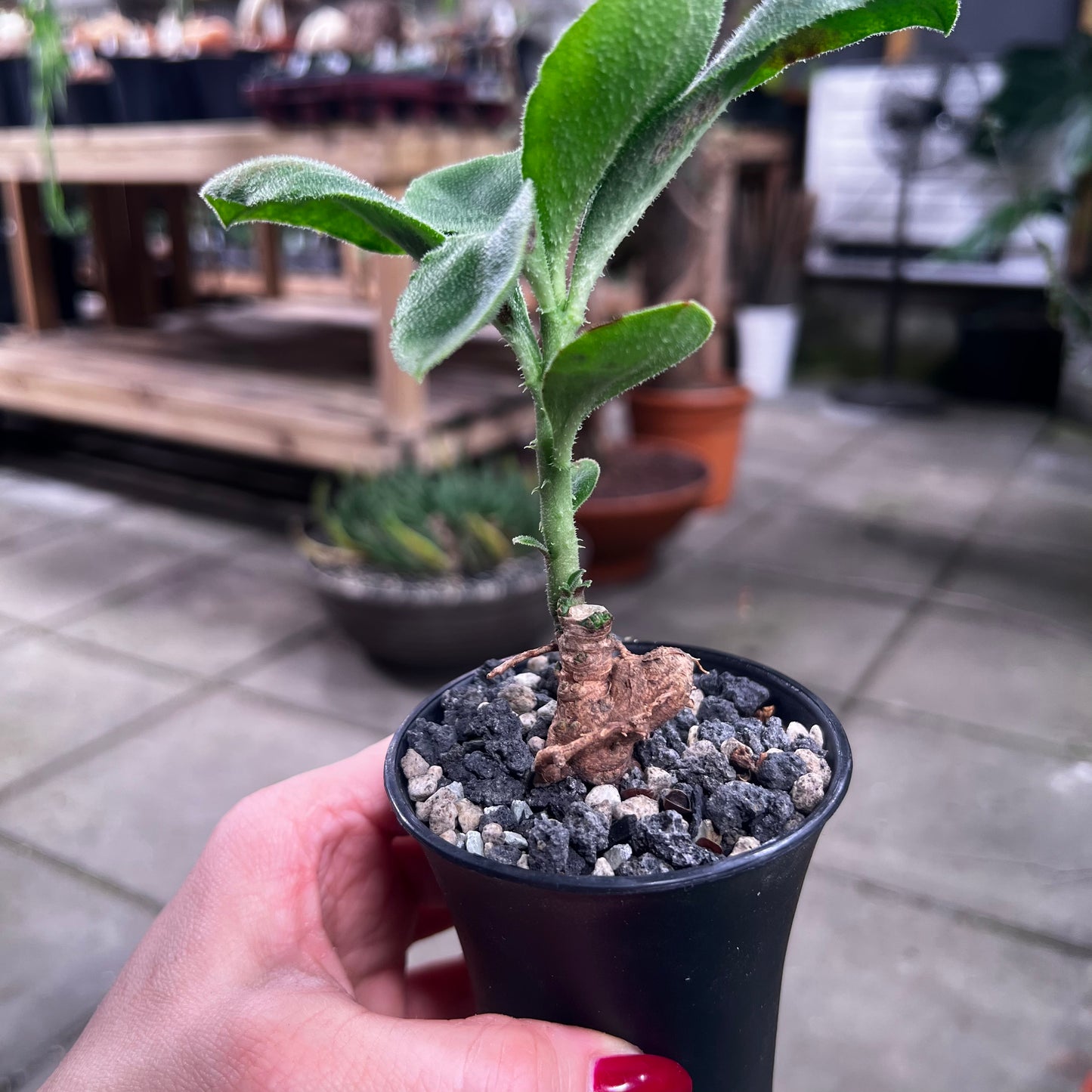 Monadenium aff.echinulatum, 6 cm potte