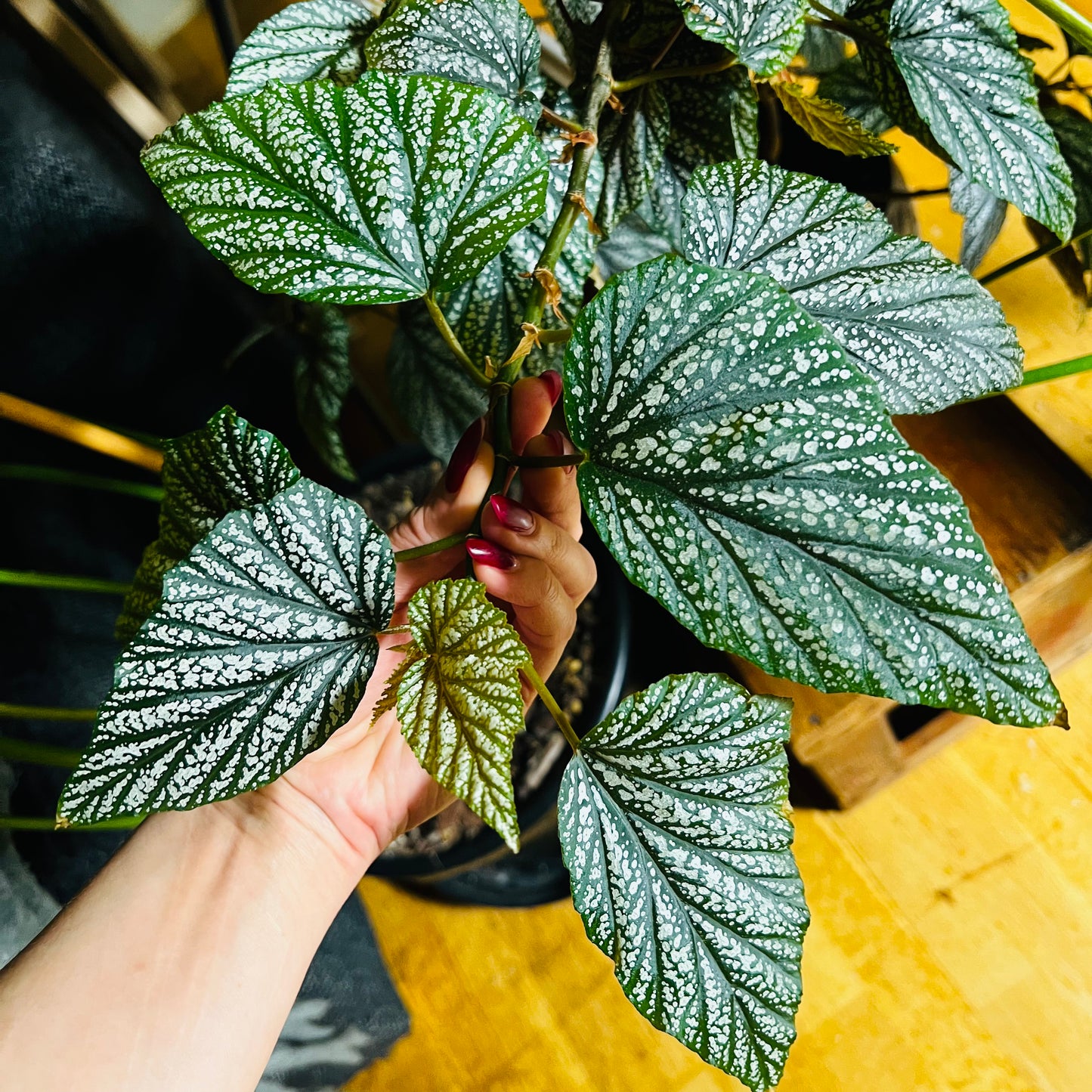 Begonia sp. fra Indonesia, uroted stikling