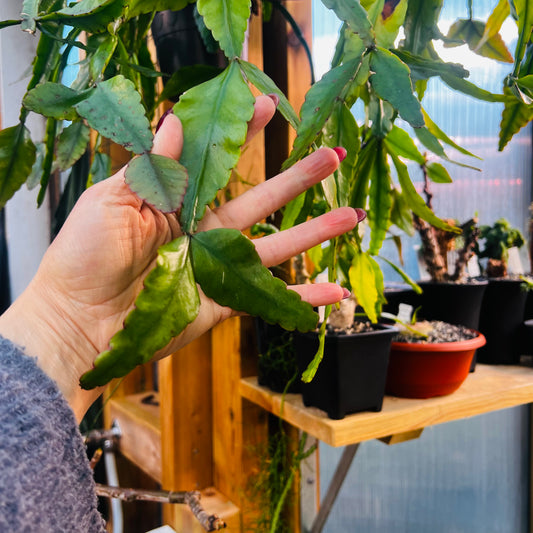 Rhipsalis elliptica, uroted stikling