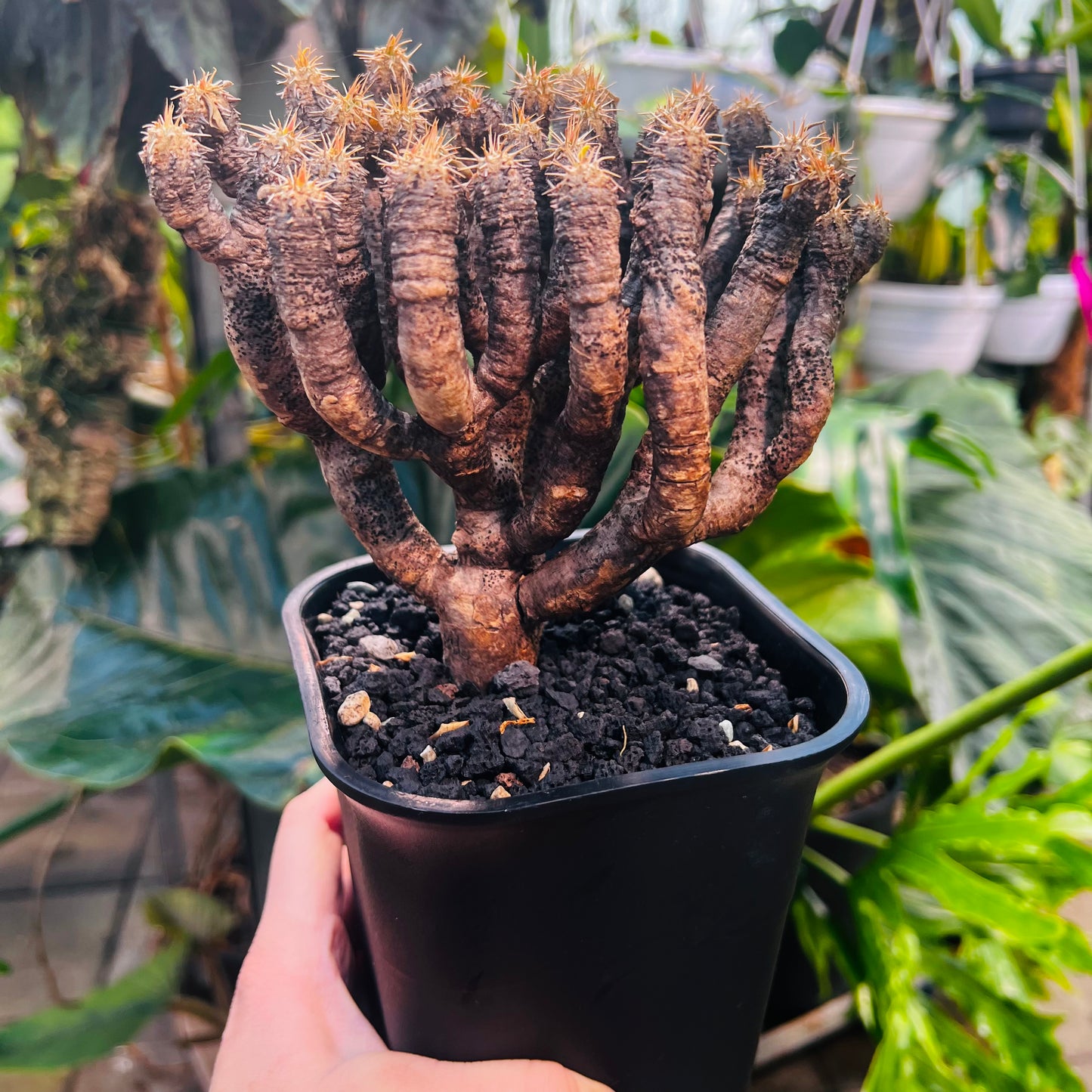 Euphorbia guillauminiana, 10 cm potte