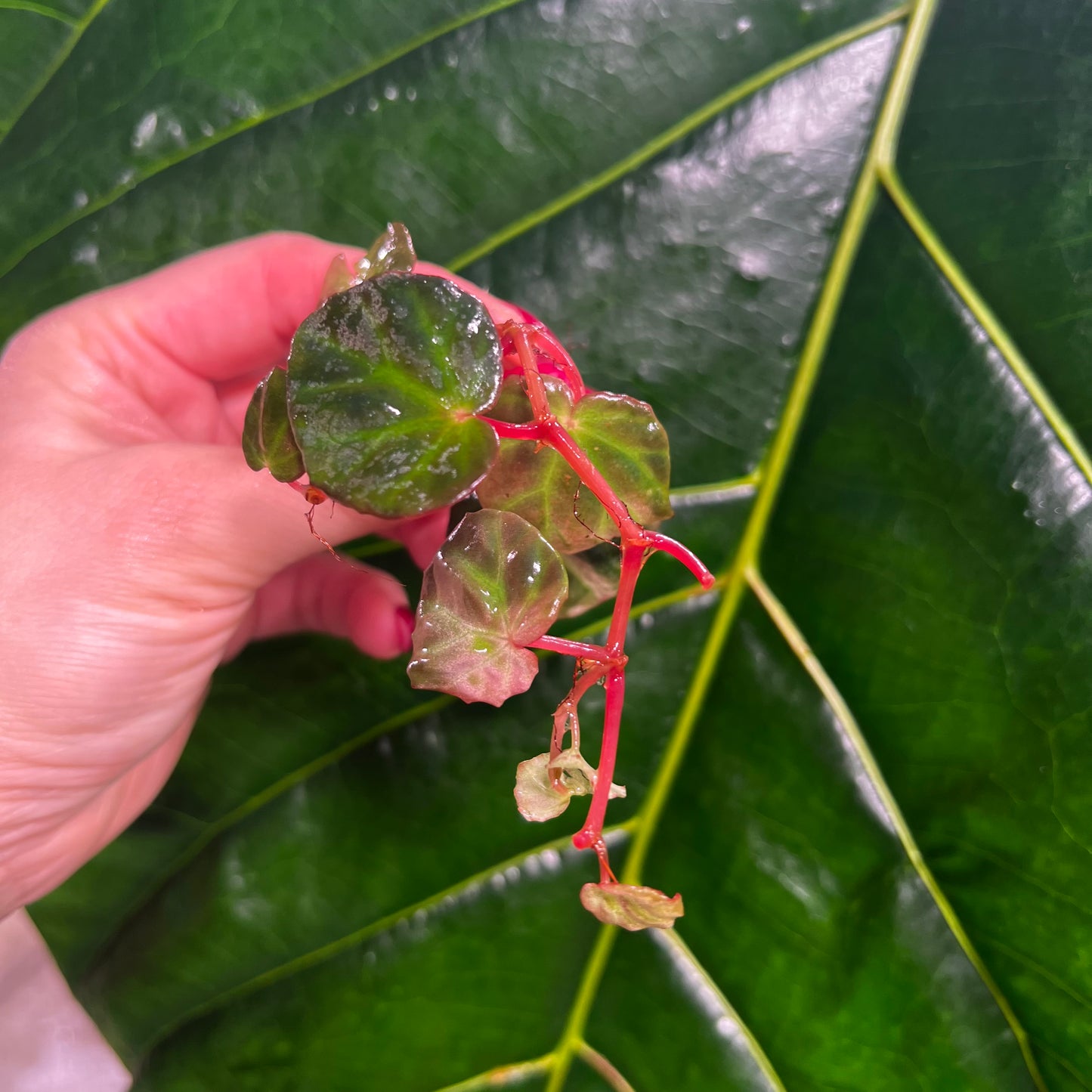 Begonia lichenora, uroted stikling