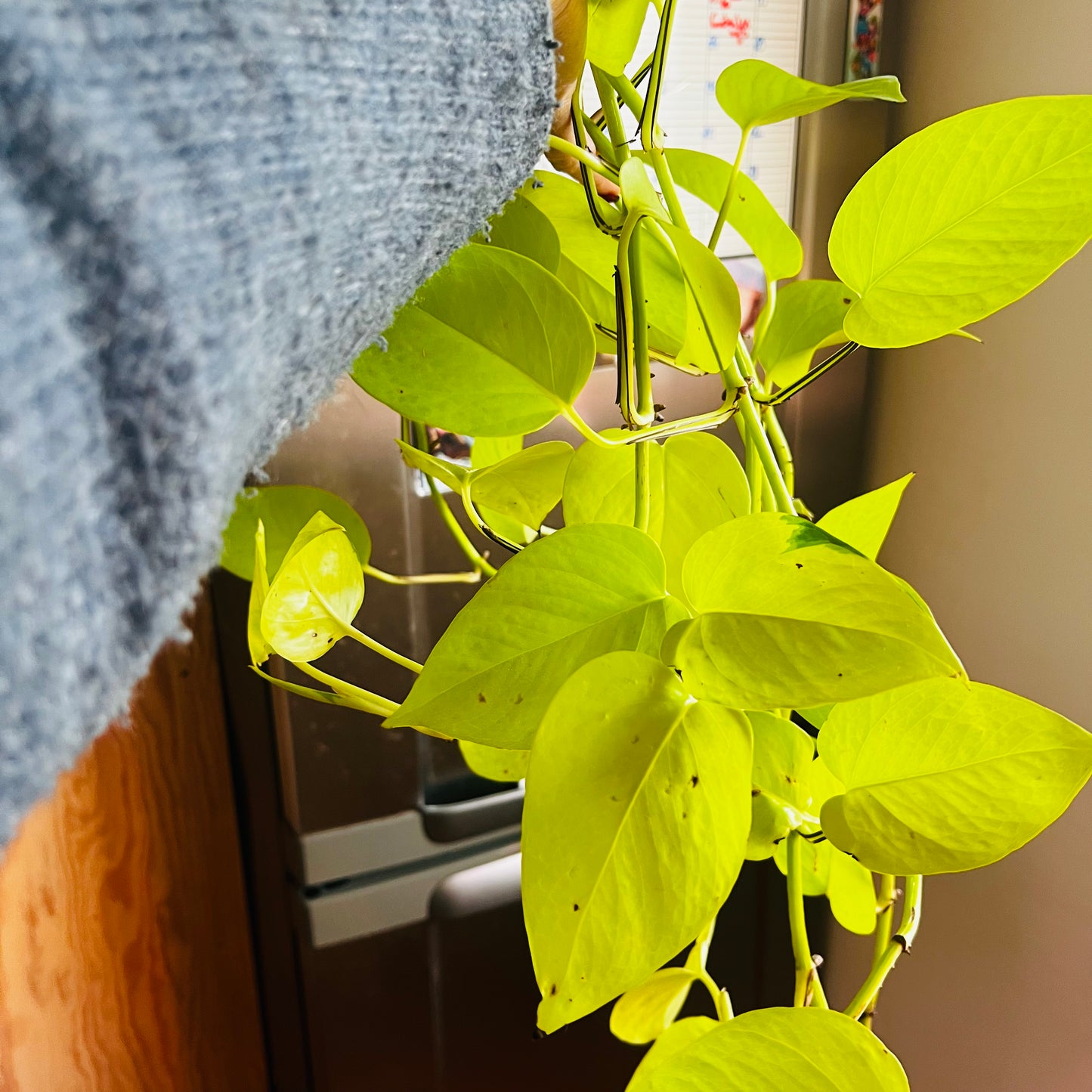 Epipremnum aureum Neon, uroted stikling med 3 nodier