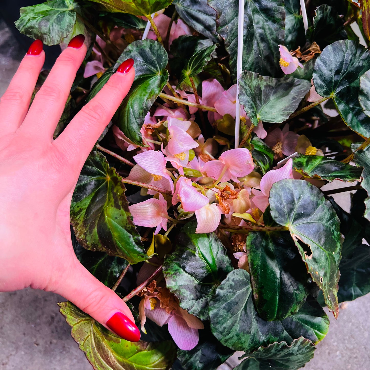 Begonia burkilii , uroted blad