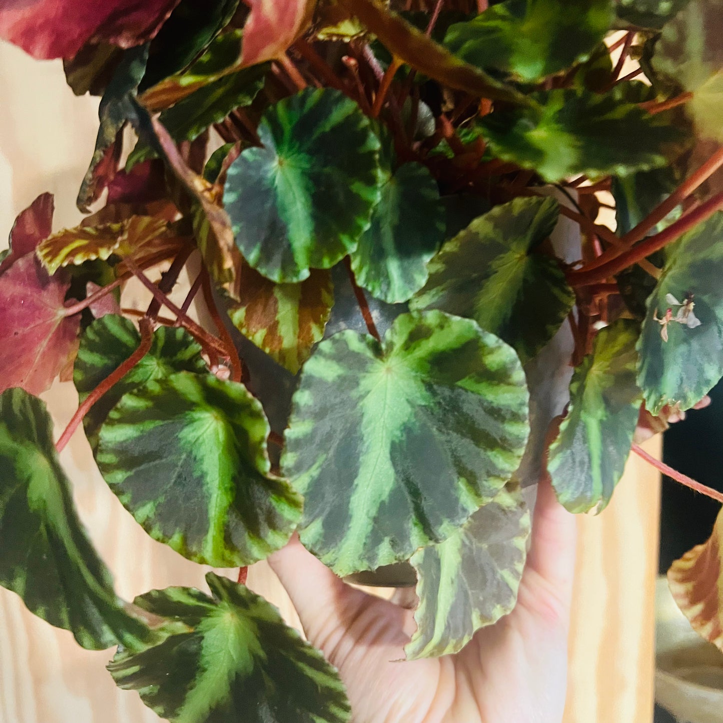 Begonia cleopatrae, uroted blad