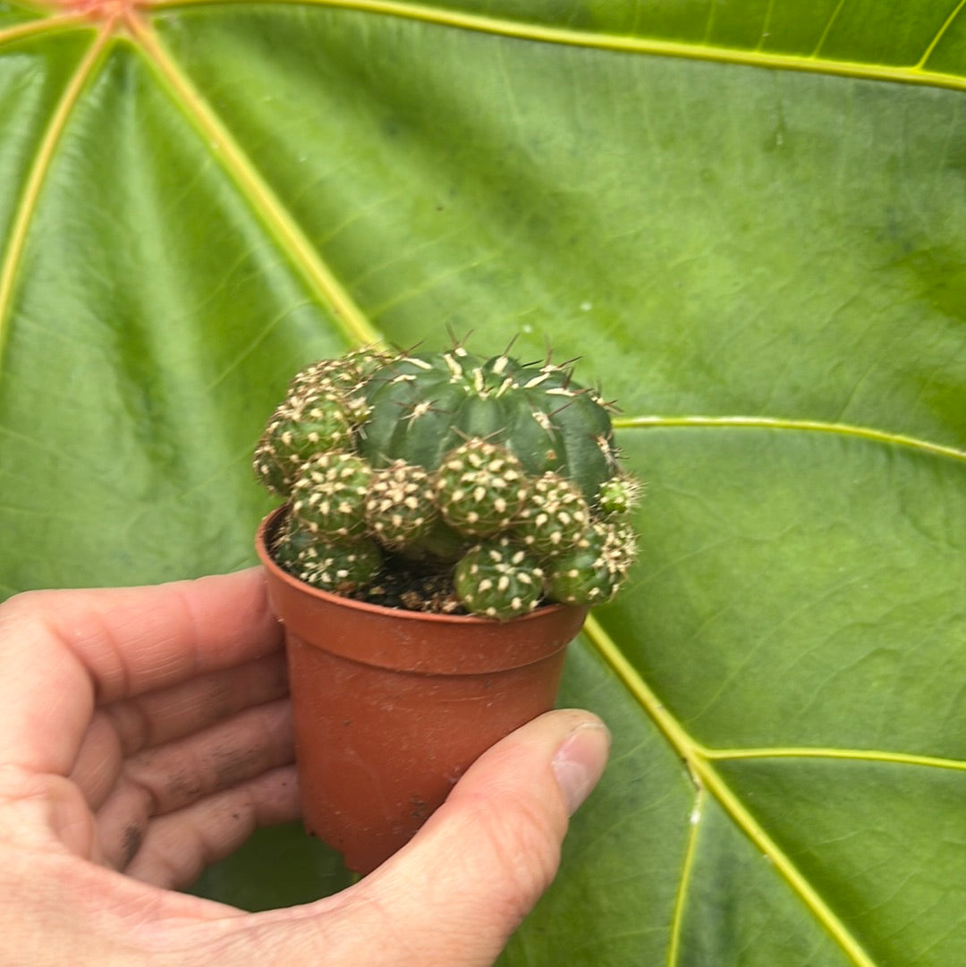 Matucana polzii, 5 cm pot