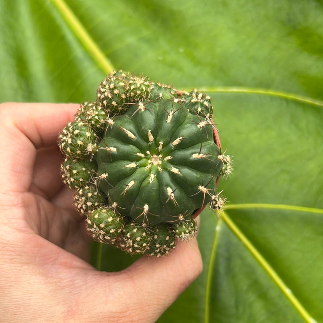 Matucana polzii, 5 cm potte