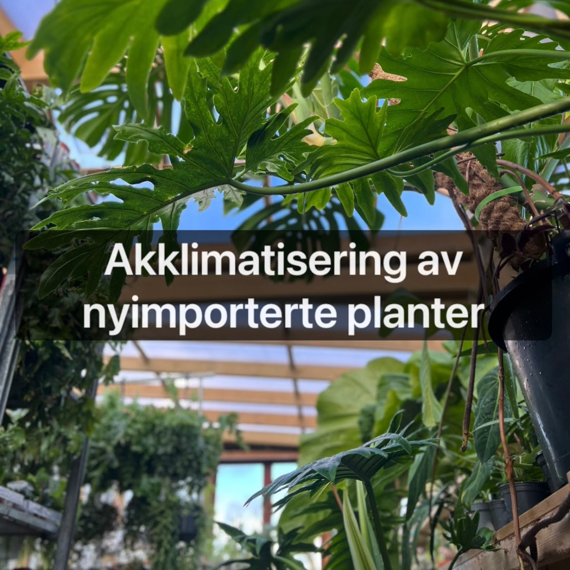 Akklimatisering av nyimporterte planter